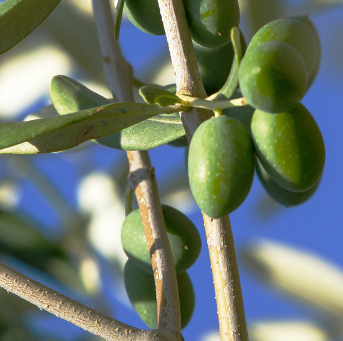 La Croatie à l'état pur