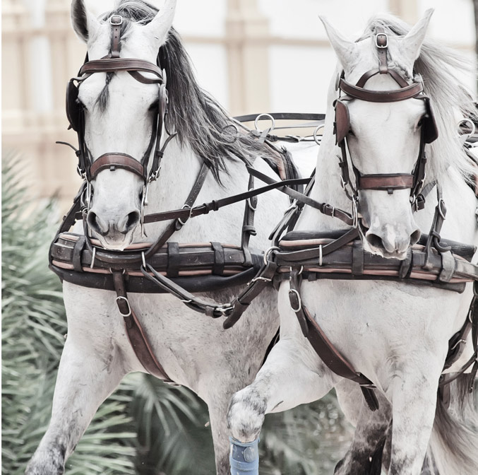 Feria du cheval à Jerez de la Frontera
