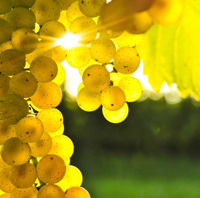 Gastronomie et vin à Séville : de quoi séduire les fines bouches