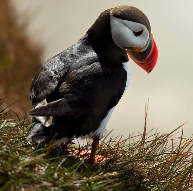 L’Islande, terre de littérature