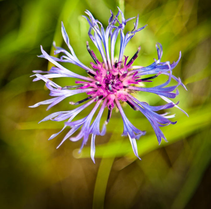 Randonnées & bien-être à Madère