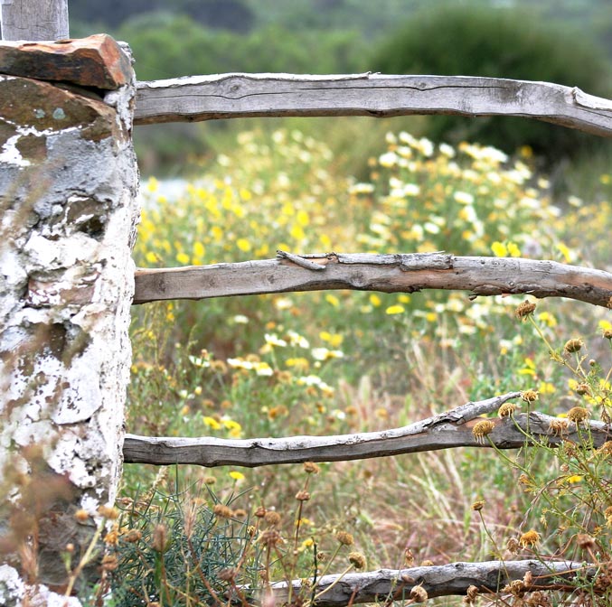 Minorque into the wild