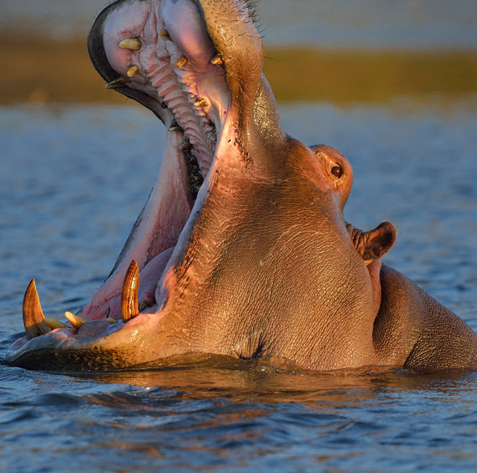 Safari Chic dans un Eden Austral