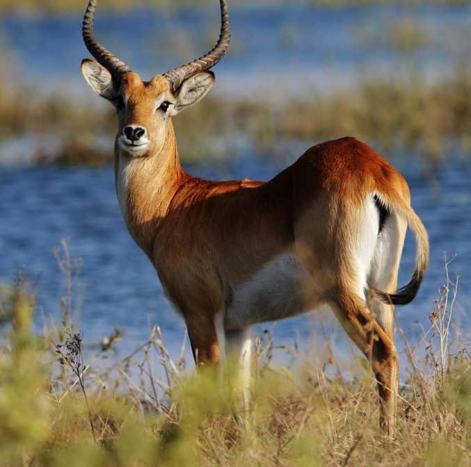 La vie dorée à Zanzibar