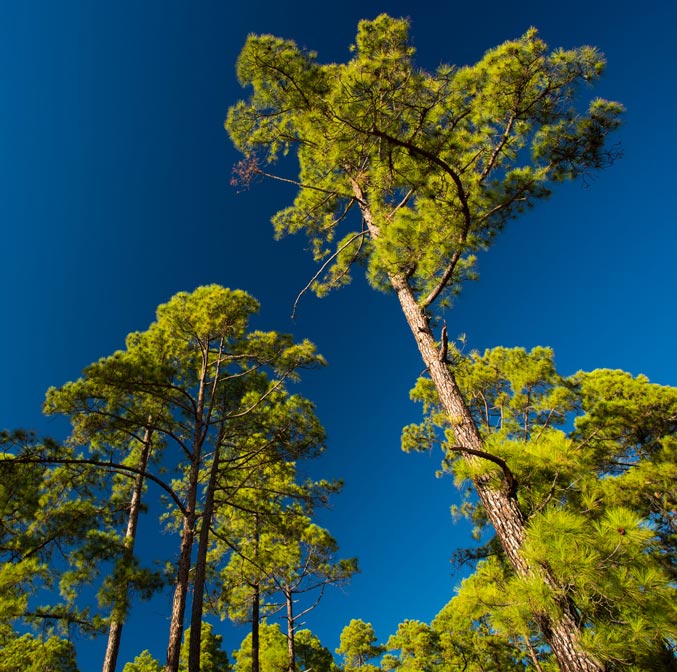 Une détox à Ténérife