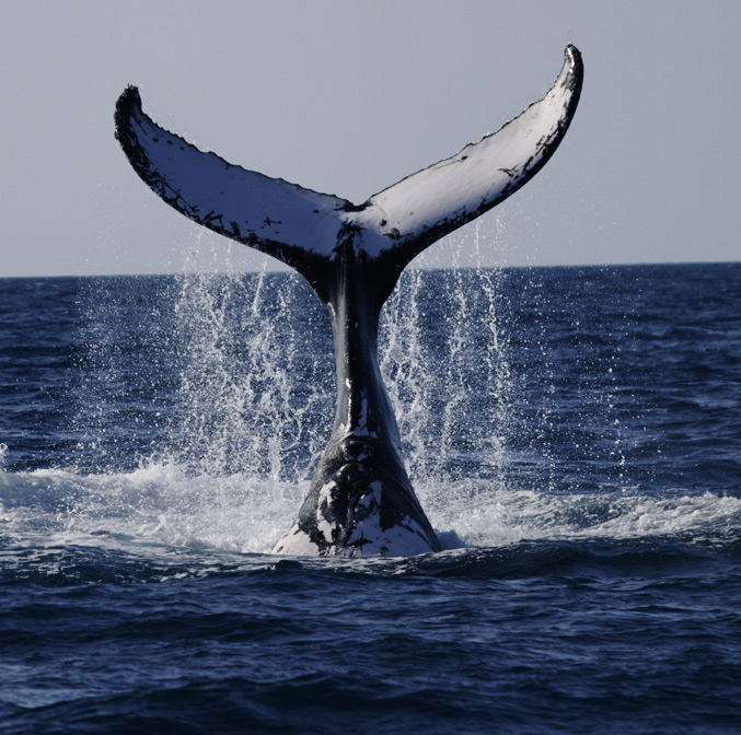 Obervation baleines, Captown, Afrique Du Sud