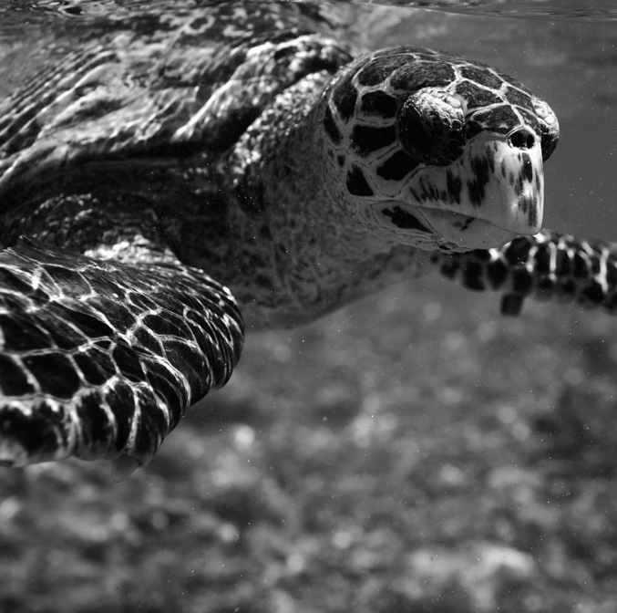 Les îles perdues du Cap-Vert