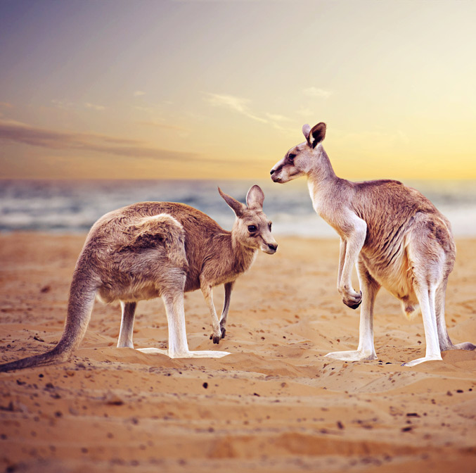 Kangaroos, Australie