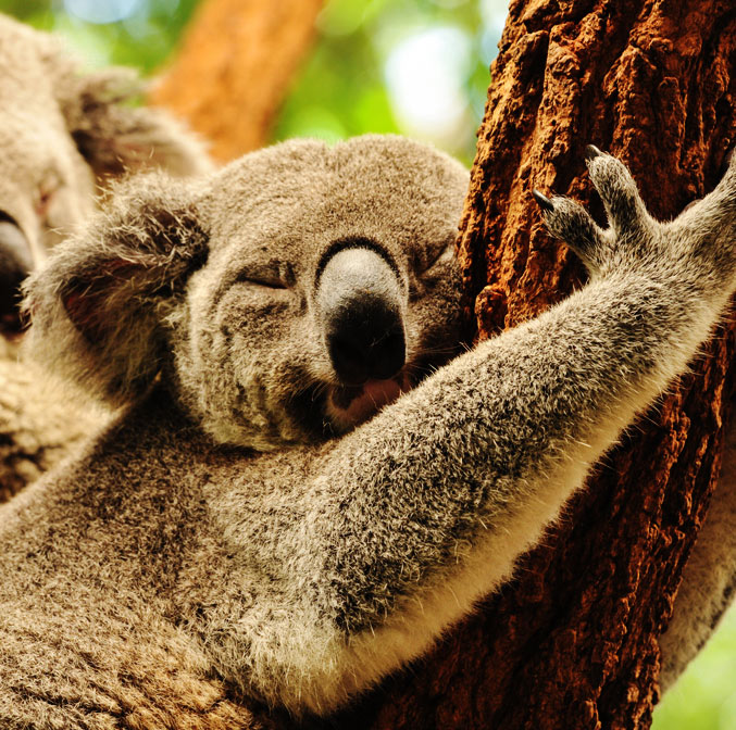 God Save the Queensland