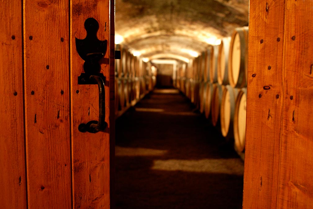 Vignes centenaires de Slovénie