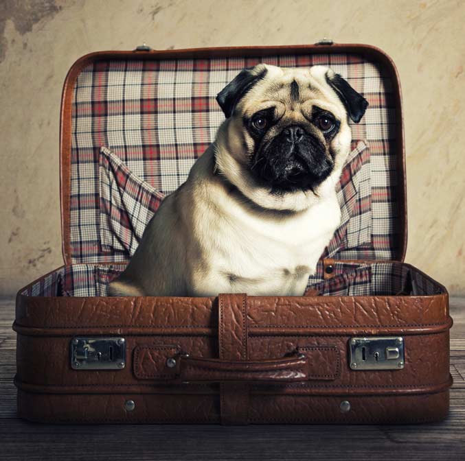 Prendre l’avion avec son animal de compagnie 