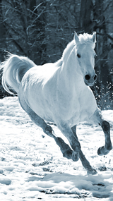 Sweden, lapland on horseback 