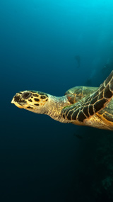 Cape Verde, small island